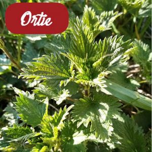Orties sauvages