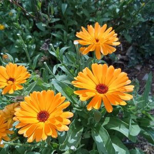 Calendula