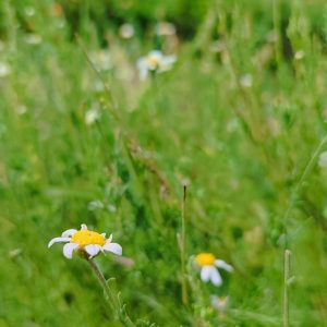 Camomille romaine (fleurs)