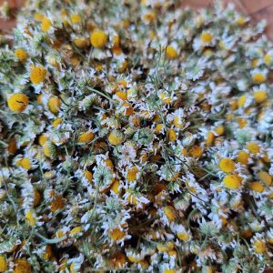 Camomille matricaire